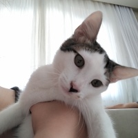 Tekir Kedi, Kedi  BİHTER fotoğrafı