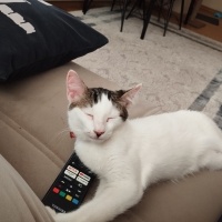 Tekir Kedi, Kedi  BİHTER fotoğrafı