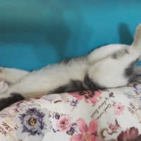Tekir Kedi, Kedi  Kontik fotoğrafı