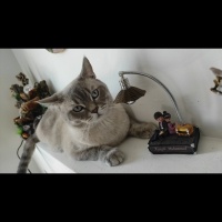 British Shorthair, Kedi  Duman fotoğrafı