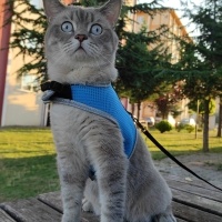 British Shorthair, Kedi  Duman fotoğrafı