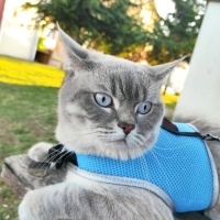 British Shorthair, Kedi  Duman fotoğrafı