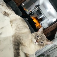 British Shorthair, Kedi  Duman fotoğrafı
