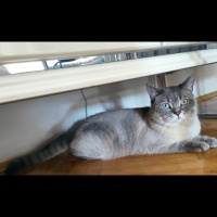 British Shorthair, Kedi  Duman fotoğrafı