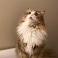Norwegian Forest, Kedi  Mosby fotoğrafı