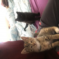İran Kedisi (Persian), Kedi  Kömür ve Limon fotoğrafı