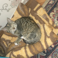 İran Kedisi (Persian), Kedi  Kömür ve Limon fotoğrafı