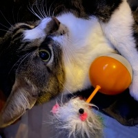 Tekir Kedi, Kedi  Boncuk fotoğrafı