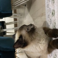 British Shorthair, Kedi  Jack fotoğrafı