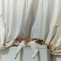 Sarman, Kedi  Latte fotoğrafı