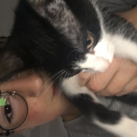 Tuxedo (Smokin) Kedi, Kedi  Smokin Cins Kedi  fotoğrafı