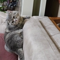 British Shorthair, Kedi  Duman fotoğrafı