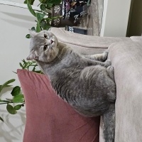 British Shorthair, Kedi  Duman fotoğrafı