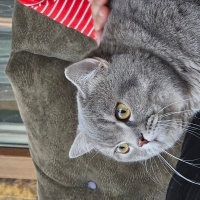 British Shorthair, Kedi  Duman fotoğrafı