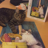 Tekir Kedi, Kedi  Pascal fotoğrafı