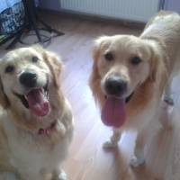 Golden Retriever, Köpek  Hera  fotoğrafı