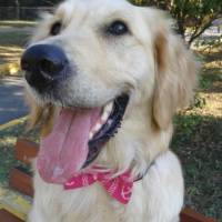 Golden Retriever, Köpek  Hera  fotoğrafı