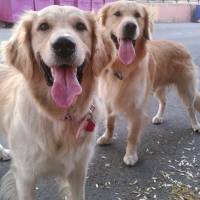 Golden Retriever, Köpek  Hera  fotoğrafı