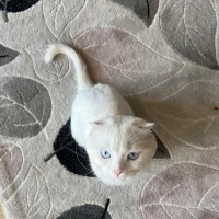 Scottish Fold, Kedi  Doktor fotoğrafı