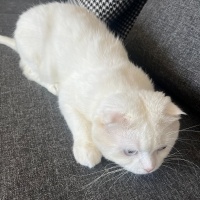 Scottish Fold, Kedi  Doktor fotoğrafı