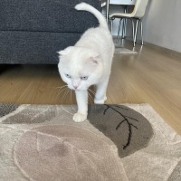 Scottish Fold, Kedi  Doktor fotoğrafı