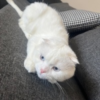 Scottish Fold, Kedi  Doktor fotoğrafı