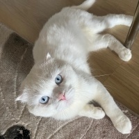 Scottish Fold, Kedi  Doktor fotoğrafı