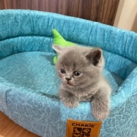 Scottish Fold, Kedi  Scottish/britısh fotoğrafı