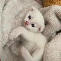 Scottish Fold, Kedi  Scottish/britısh fotoğrafı