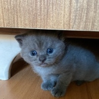 Scottish Fold, Kedi  Scottish/britısh fotoğrafı