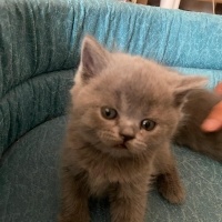 Scottish Fold, Kedi  Scottish/britısh fotoğrafı