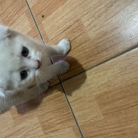Scottish Fold, Kedi  Scottish/britısh fotoğrafı