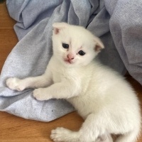 Scottish Fold, Kedi  Scottish/britısh fotoğrafı