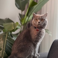 British Shorthair, Kedi  Leo fotoğrafı