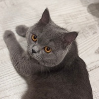 British Shorthair, Kedi  Leo fotoğrafı