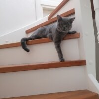 British Shorthair, Kedi  Carlos fotoğrafı