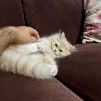 Chinchilla, Kedi  Karamel fotoğrafı