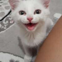 British Shorthair, Kedi  yulaf fotoğrafı