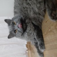 British Shorthair, Kedi  mörsi fotoğrafı