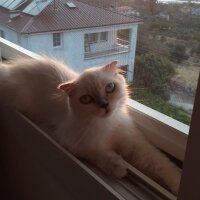 Colorpoint Shorthair, Kedi  coconut fotoğrafı