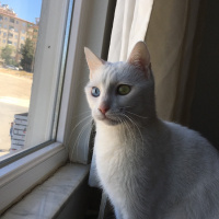Ankara Kedisi, Kedi  marla fotoğrafı