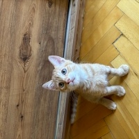 Sarman, Kedi  Behlül fotoğrafı
