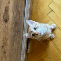 Sarman, Kedi  Behlül fotoğrafı