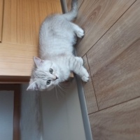 British Shorthair, Kedi  Fındık fotoğrafı