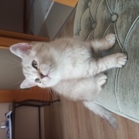 British Shorthair, Kedi  Fındık fotoğrafı