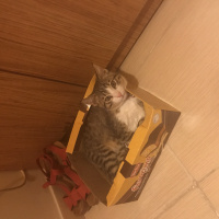 Tekir Kedi, Kedi  minnoş  fotoğrafı