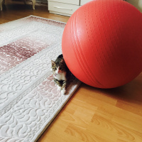 Tekir Kedi, Kedi  minnoş  fotoğrafı