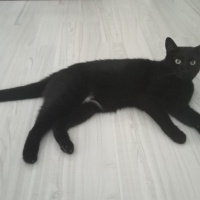Bombay, Kedi  Mırnav fotoğrafı