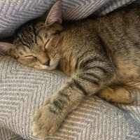Tekir Kedi, Kedi  5 adet yavru kedi (3.5aylık) fotoğrafı