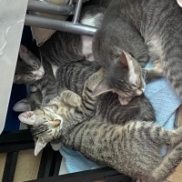 Tekir Kedi, Kedi  5 adet yavru kedi (3.5aylık) fotoğrafı